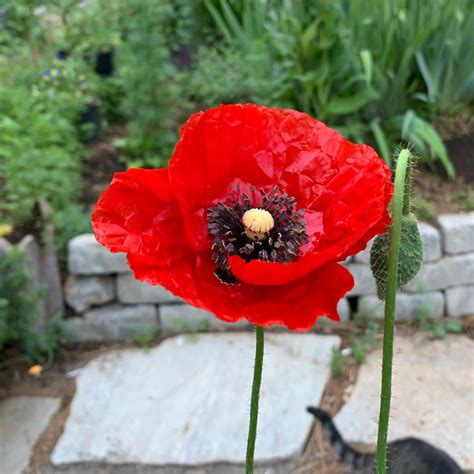 An Easy Guide to Growing Poppies: Varieties and Care - Flower Patch ...