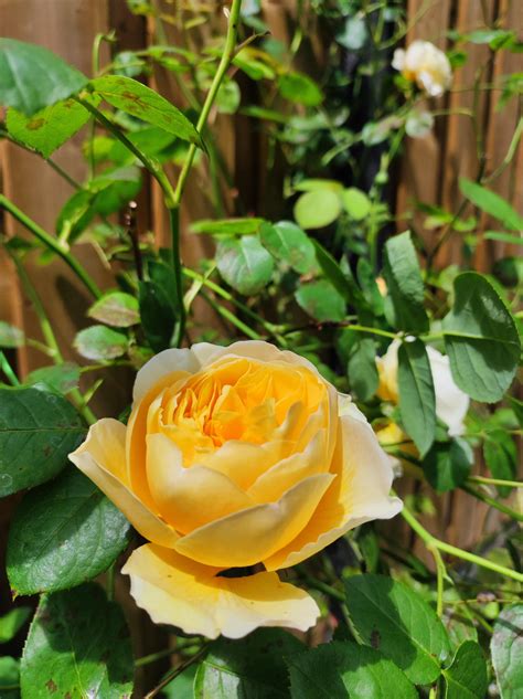 Different phases of Rose Charlotte in my garden : r/gardening