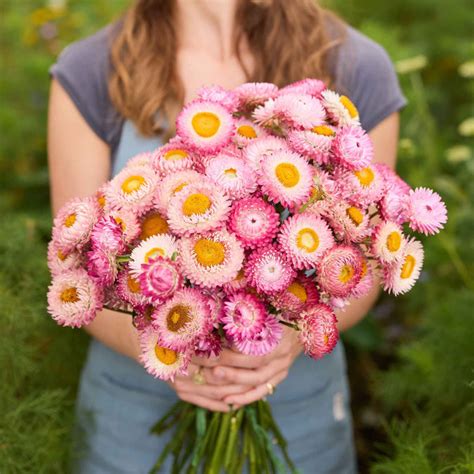 Helichrysum 'Bright Rose' Seeds – Garden Mithra