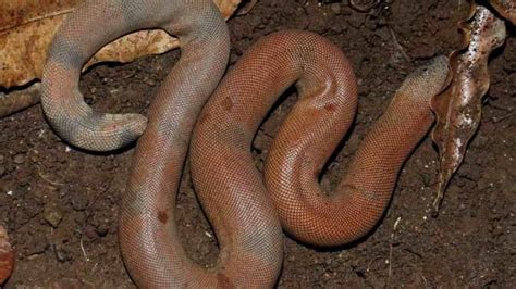 Illegal sand boa trade: Boy used Dunzo delivery bag to sell snake in ...