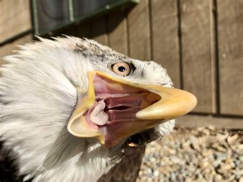 Crying Screaming Eagle