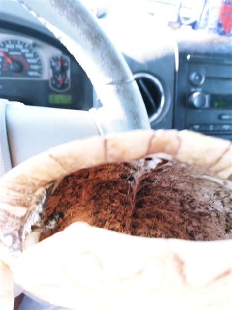 Image result for Turtle Shell Cleaning