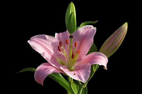 Image result for Computer Graphics Reflection Models