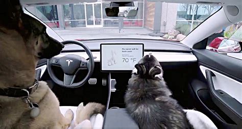 Tesla Dog Mode