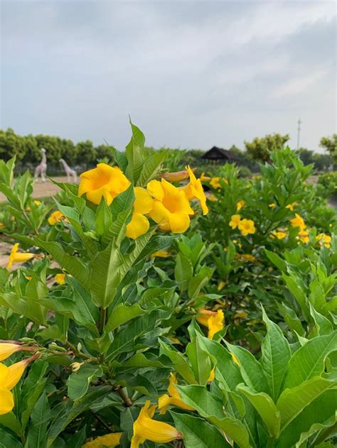 XIANGCAO SHIJIE HOTEL (Guangzhou) - Hotel Reviews, Photos, Rate ...