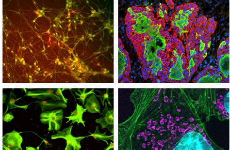 Himedia - Himedia Lab Chemicals & BioChemicals Trader - Retailer from Vapi