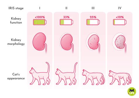 Stages Of Kidney Disease In Cats