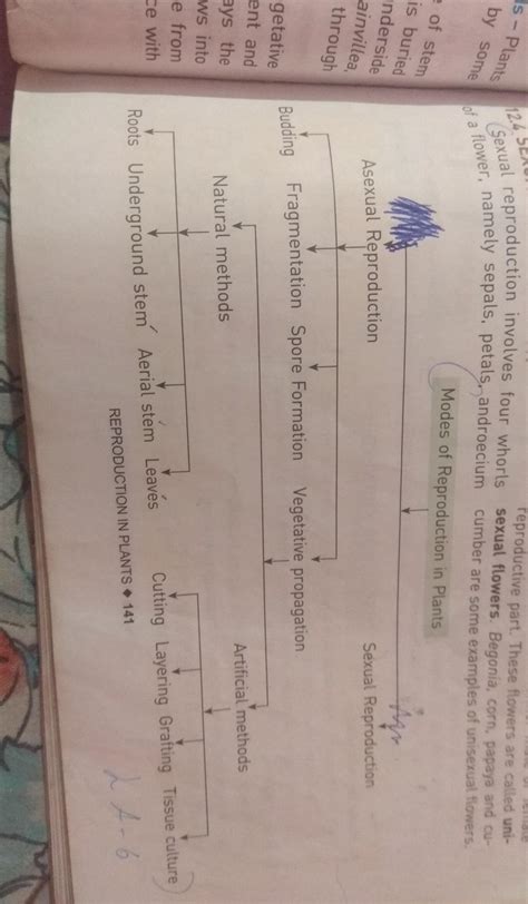 flowchart of Asexual Reproduction explain - Brainly.in