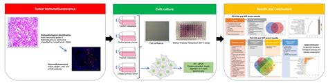 Proteomics Approach of Rapamycin Anti-Tumoral Effect on Primary and ...