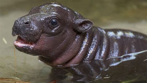 An endangered pygmy hippo was born at the San Diego Zoo, the first in ...