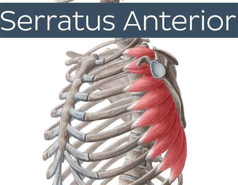 Serratus Anterior Strengthening Exercises | The Prehab Guys