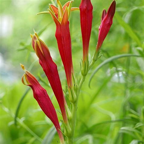 Rezultat imagine pentru Cyme Database