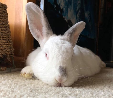 Image result for Rabbit First Use