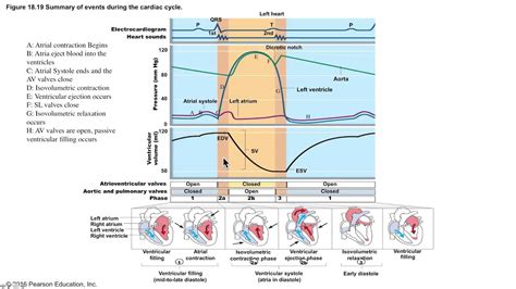 Cardiac Cycle Explained 的图像结果