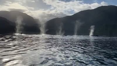 Humpback whales create unique sounds while swimming and blowing water ...