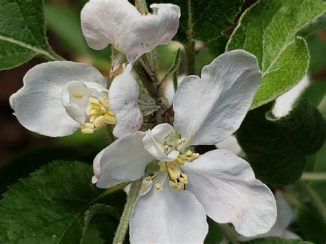 Image result for Pollen Coming Off Tree