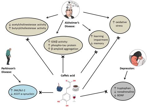 Caffeic Acid and Diseases—Mechanisms of Action