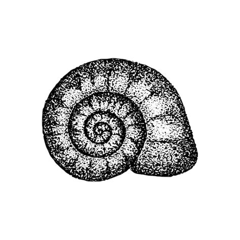 Image result for Snail Shell Simple Drawing
