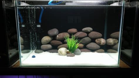 Image result for Basic Setup Fish Tank