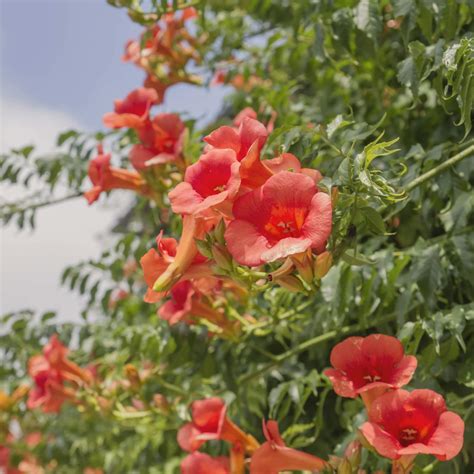 Distictis buccinatoria - Red Trumpet Vine | Western Star Nurseries