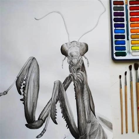 Image result for Insect Drawing
