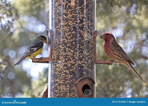 Bright Cheerful Yard Birds on Feeder Stock Photo - Image of house ...