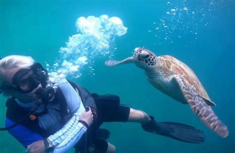 10 Extraordinary Places For Scuba Diving In Christchurch!