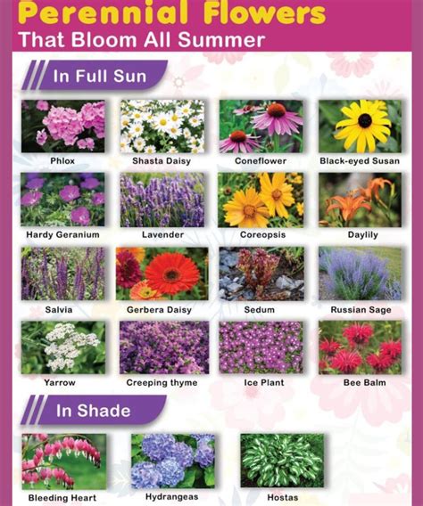 Gardening Pruning Tips - Perennial Flowers That Bloom All Summer 🌸🌞 🌞 ...