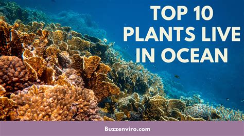 10 Fascinating Ocean Plants and Unique Species That Thrive Underwater ...