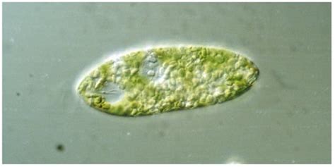 Euglena, a Gravitactic Flagellate of Multiple Usages