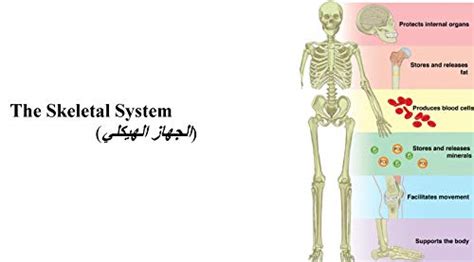The Skeletal System eBook : Saleh, Dr. Ahmad: Amazon.in: Kindle Store
