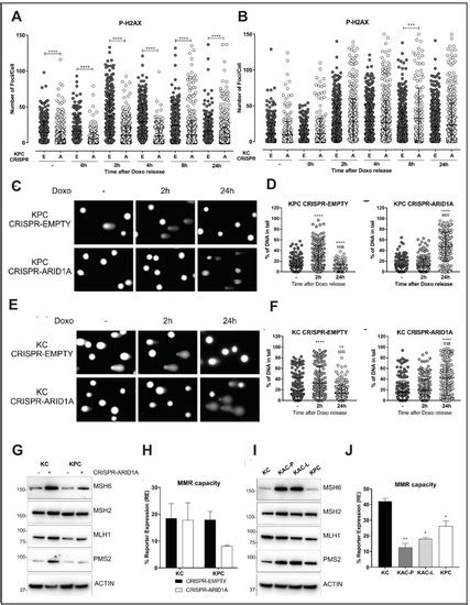 Paradoxical Role of AT-rich Interactive Domain 1A in Restraining ...