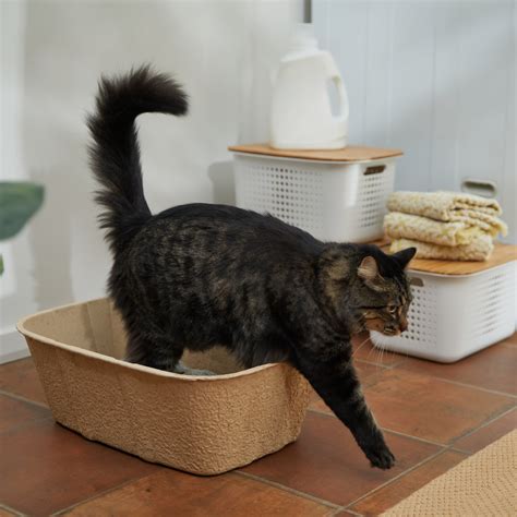 Questions and Answers about FRISCO High-Sided Disposable Cat Litter Box