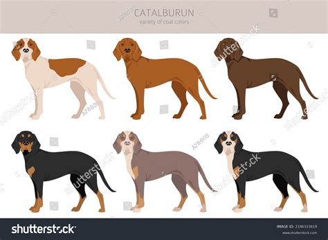 6 Catalburun Dog Images, Stock Photos & Vectors | Shutterstock