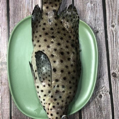 老鼠斑原产地在哪？为什么价格那么贵？ - 惠农网