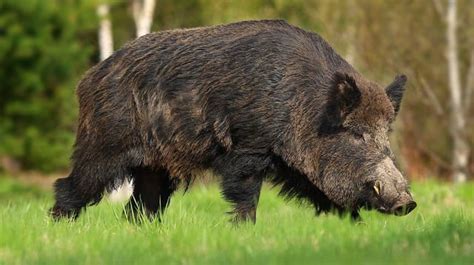 Asp.net Core Checkbox Example 的图像结果