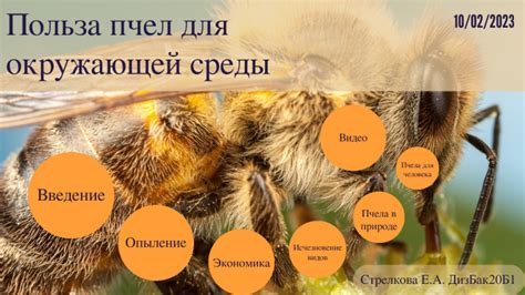 Польза пчел для окружающей среды by Екатерина Стрелкова on Prezi