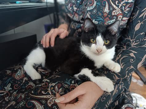 Nos adoptés en 2024 | Pas de chat sans toit