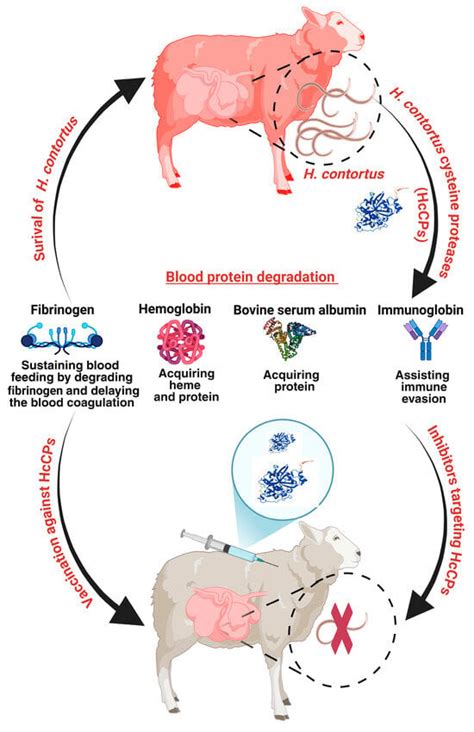 International Journal of Molecular Sciences | An Open Access Journal ...