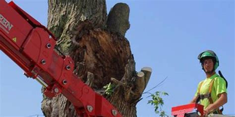 Image result for Tree Rot Slices