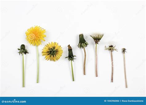 Dandelion in Seven Different Stages Isolated on a White Background ...