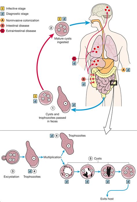 Entamoeba Histolitica