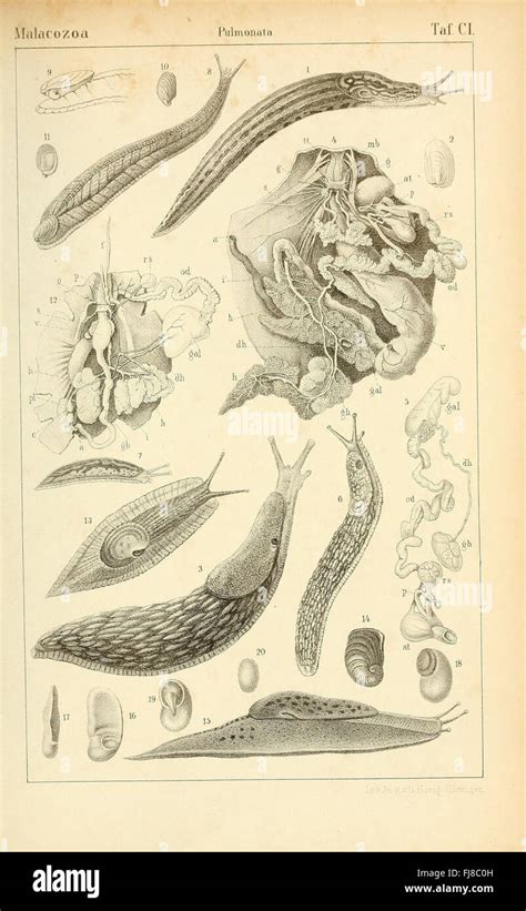 Zoological Classification 的图像结果