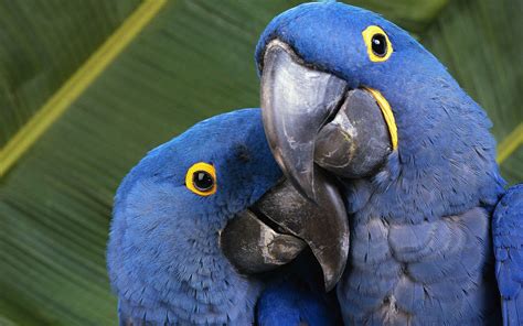 Stunning Hyacinth Macaws: An HD Wallpaper of Nature's Beauty
