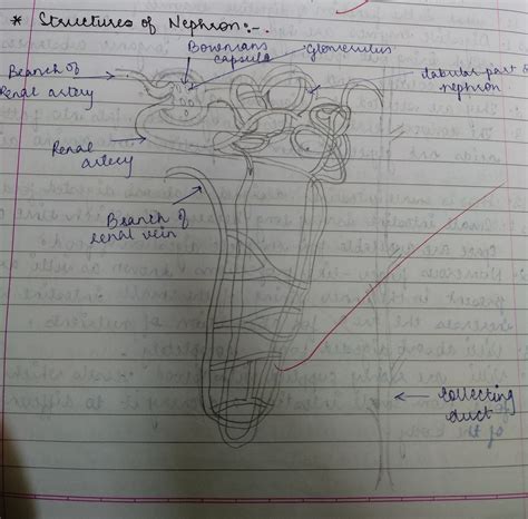 Draw a well labelled digram of nephron. Explain the process of formation of urine in the human ...