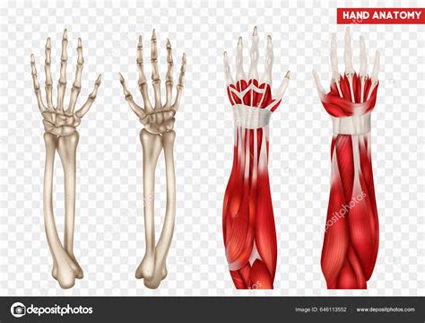 Anatomy Of Forearm And Hand Hand | YEDİTEPE ANATOMY LAB