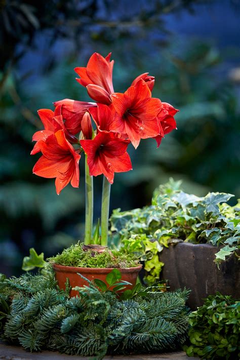 20 Festive Christmas Flowers and Plants That Aren't Poinsettias