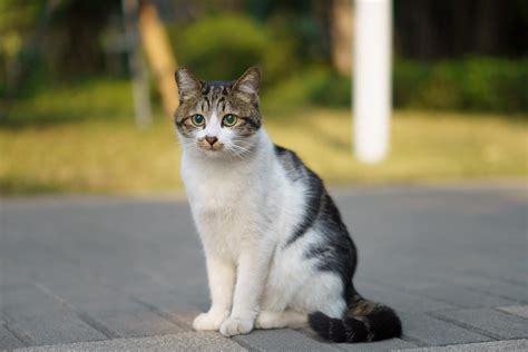 Fairland Animal Hospital Patient Gallery | Vet Clinic In Silver Spring ...