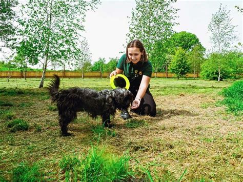 Image result for Target Training for Dogs