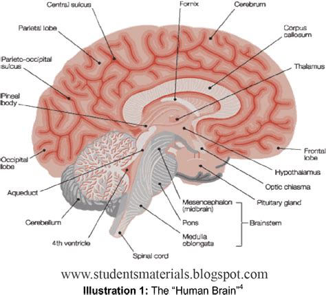Image result for Brain Cells Reprogramming